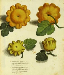 Deska Heirloom Squash od Ulisse Aldrovandi (1522 – 1605) vydaná v Piante Fiori Frutti (ručně kolorovaná rytina).